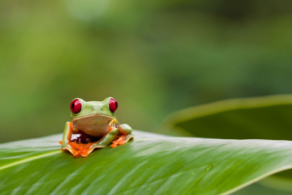 A small red eyed frog sits perched on a broad leaf.
