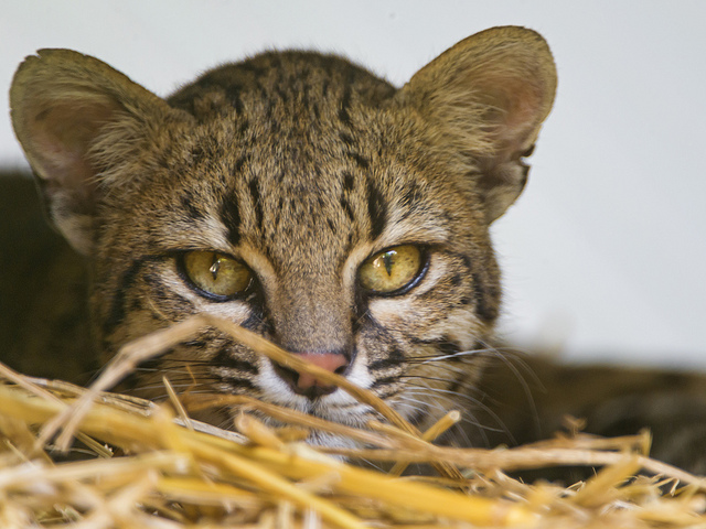 A small spotted wildcat with rounded ears and yellow eyes.
