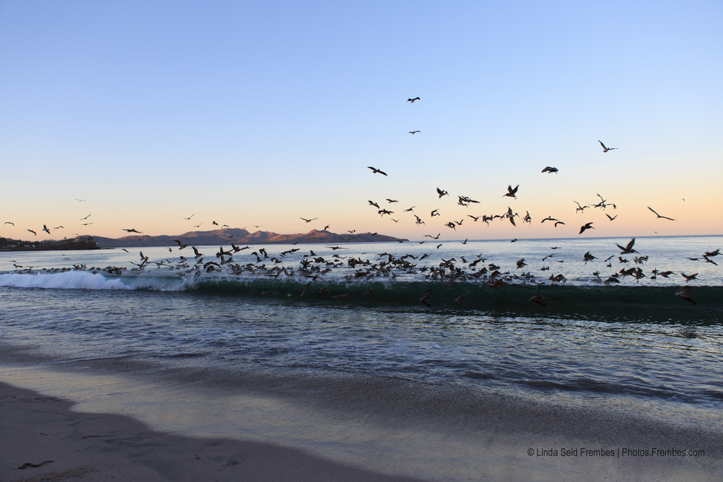 A flock of birds feeding in low rolling waves at dawn.