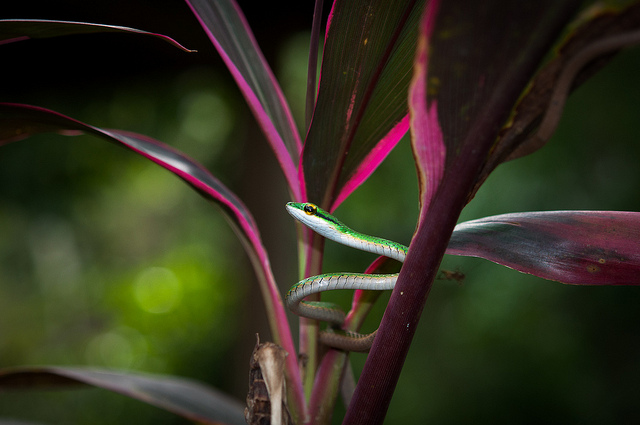 A green parrot snake climbing on a magenta plant.