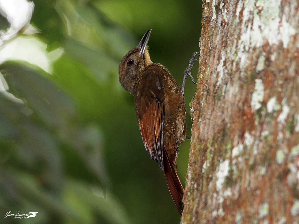 A small brown bird perches on the vertical trunk of a tree.