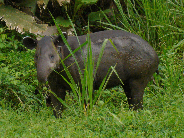 A tapir stands amongst the grass, it's body still wet from having emerged from water.