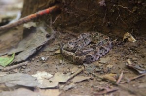 A tightly balled snake is nearly invisible in a scatter of leaves and dirt.