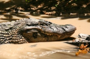 Pocho, a large american crocodile, lifts his one-eyed head above the muddy water.
