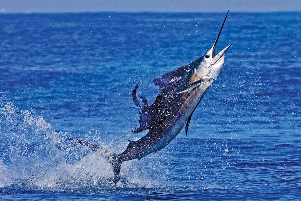 A sailfish on Guatemala's Pacific Coast. Photo © Al Argueta.