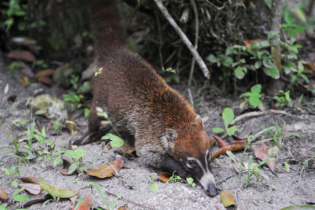 A coati in Tikal National Park. Photo © Stefan Ember/123rf.