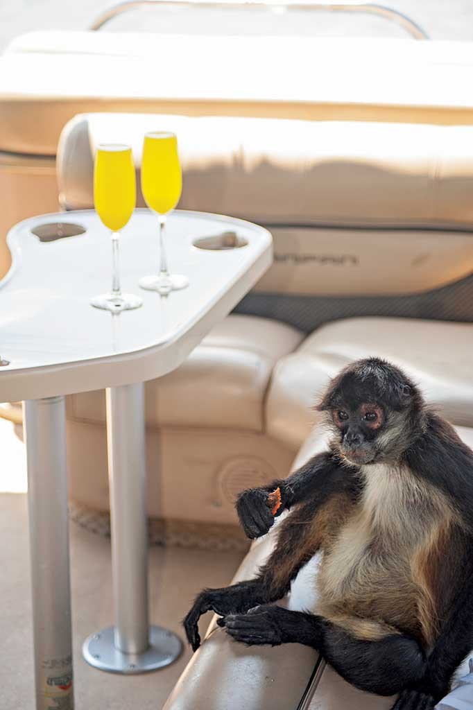 A spider monkey relaxing in Las Lagunas Boutique Hotel. Photo © Al Argueta.