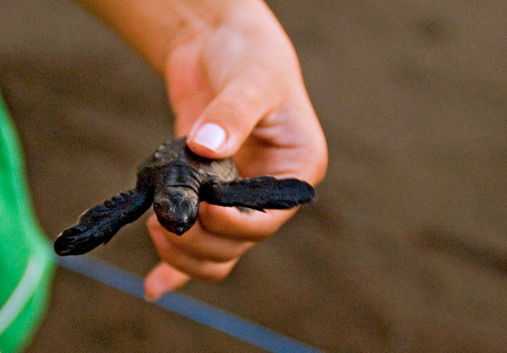 A baby sea turtle in Monterrico. Photo © Al Argueta.