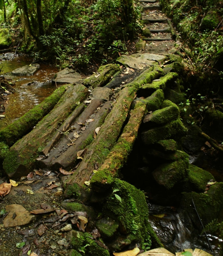 Moss-covered logs form a bridge over a small creek in Guatemala's Biotopo Mario Dary Rivera.