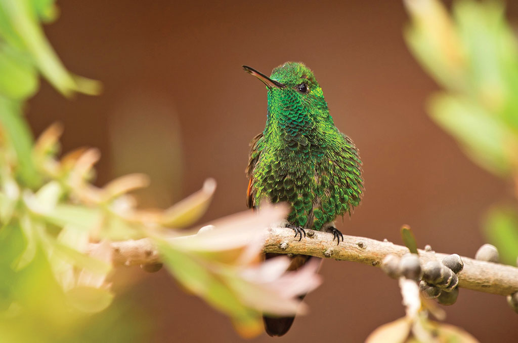 The Berylline hummingbird is one of several species in Guatemala. Photo © Al Argueta.