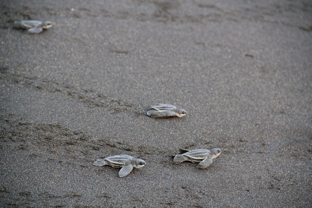 A trio of baby sea turtles return to the ocean on the coast of Guatemala.