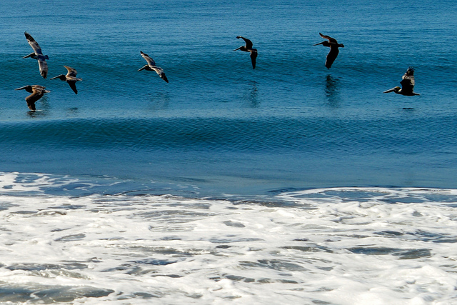 Pelicans flying low above the water as waves roll in to shore.
