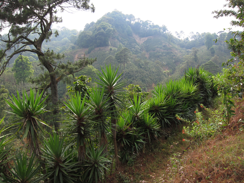 Spiky isote plants grow on a steep hillside on a coffee plantation.