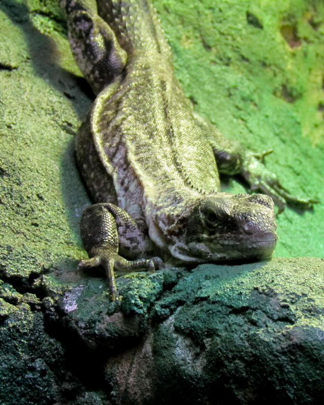 The Utila Iguana Conservation Project operates the Iguana Station, located on the island of Utila.