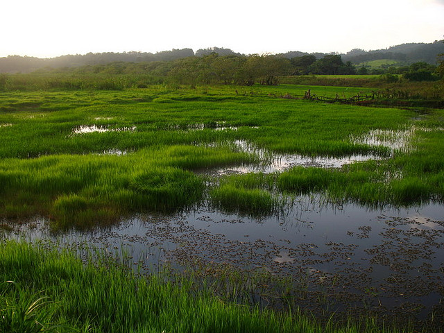 Water shows through clumps of grass growing in this marshy region of the lake.