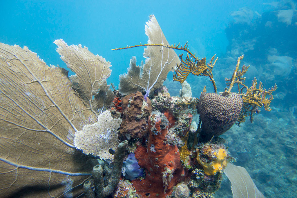 A colorful cluster of coral photographed underwater.