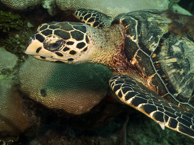 The endangered Hawksbill sea turtle is just one of the amazing creatures you can see while SCUBA diuving in Utila.