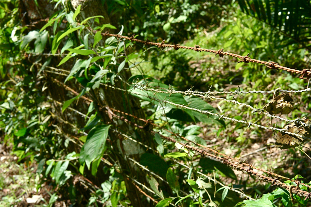 A rusty barbed wire fence, overgrown with plants, marks the Nicaragua-Costa Rica border on the Rio Frio outside of Los Chiles, Costa Rica.