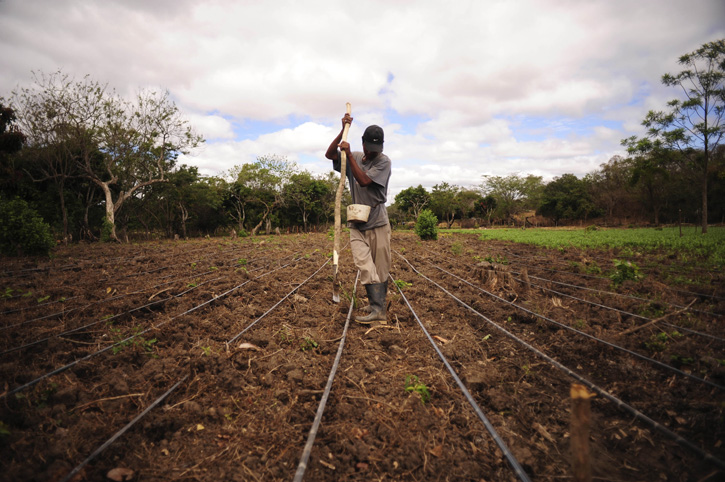 A worker walks down a row in a Nicaraguan bean field.