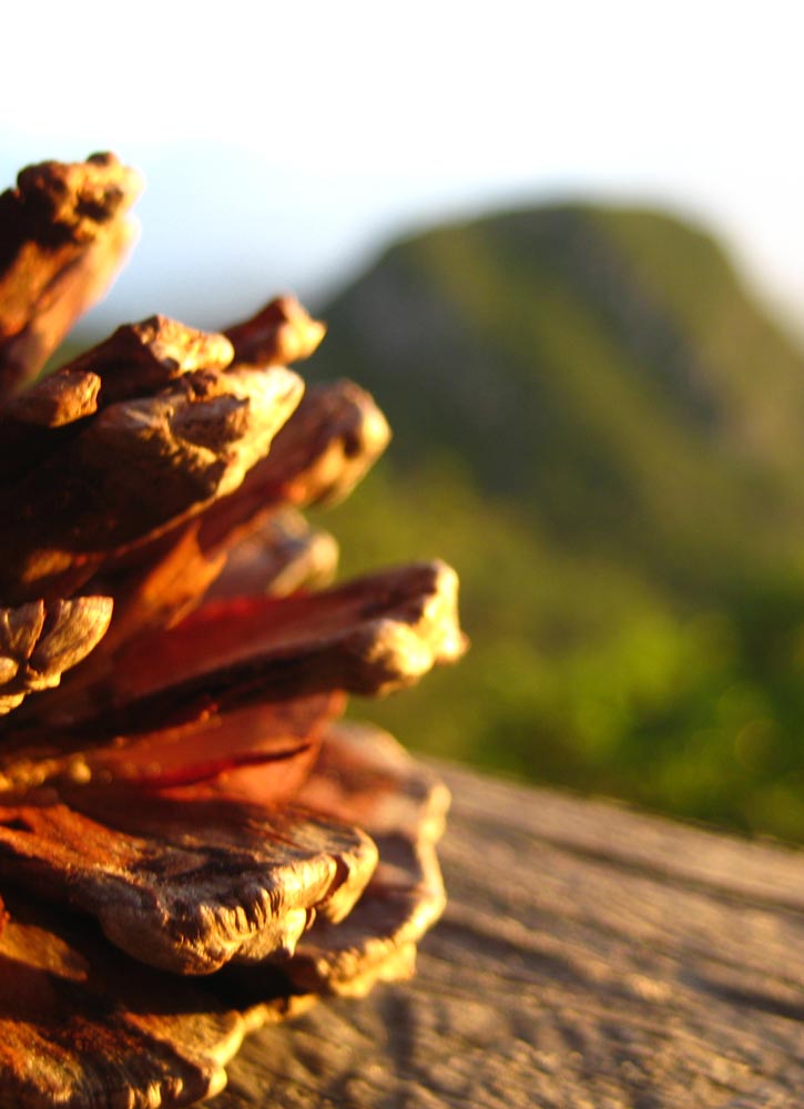 A pinecone in the foreground with the mountains of Estelí in the background.