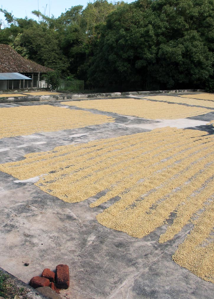 Coffee drying at Finca Magdalena.