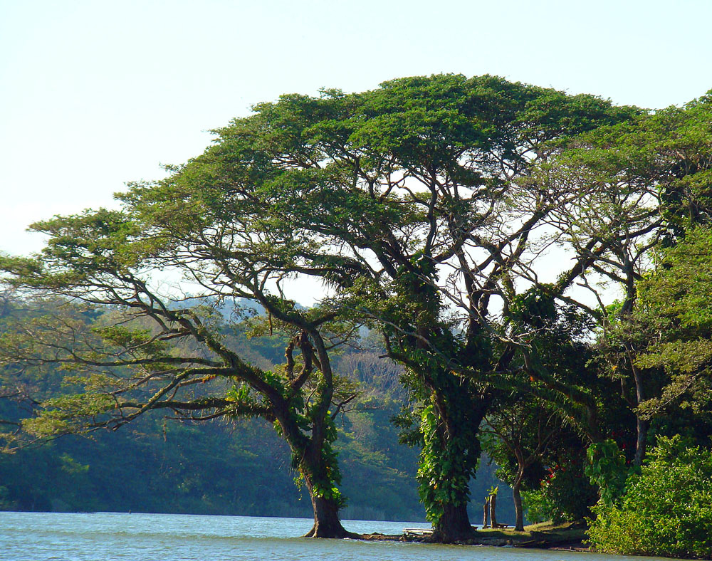 The canopy of a rain tree extends out over the waters of Lake Cocibolca.