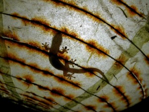 Silhouette of a gecko through a paper lamp.