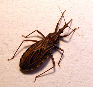 A six-legged insect with large proboscis and its wings folded over its back.