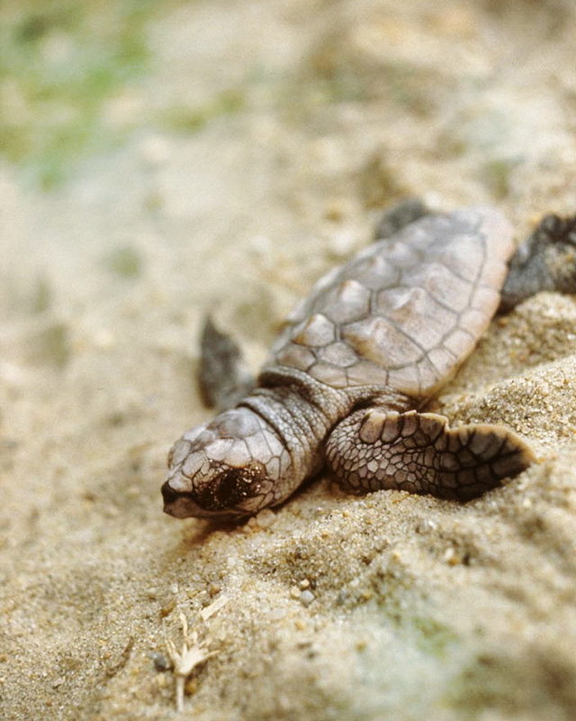 Volunteer tasks can include releasing sea turtle hatchlings to the ocean and keeping records of turtle activities.