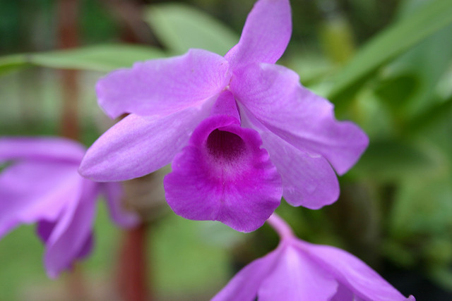 Close up photo of a lavender colored orchid with one darker petal taken in Panama.