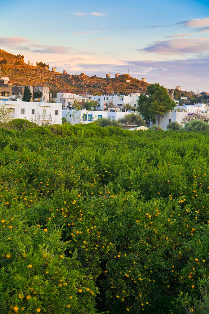 Buildings cluster along the hillside beyond a citrus orchard in Bodrum, Turkey.