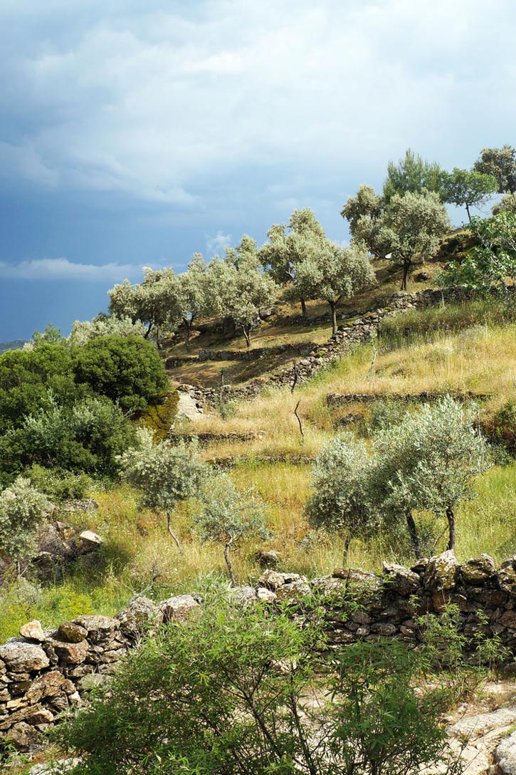 Olive trees on a hillside in Turkey.