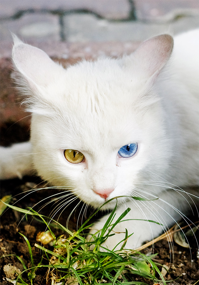 Turkish Angora cats are known for their heterochromatic eyes. 