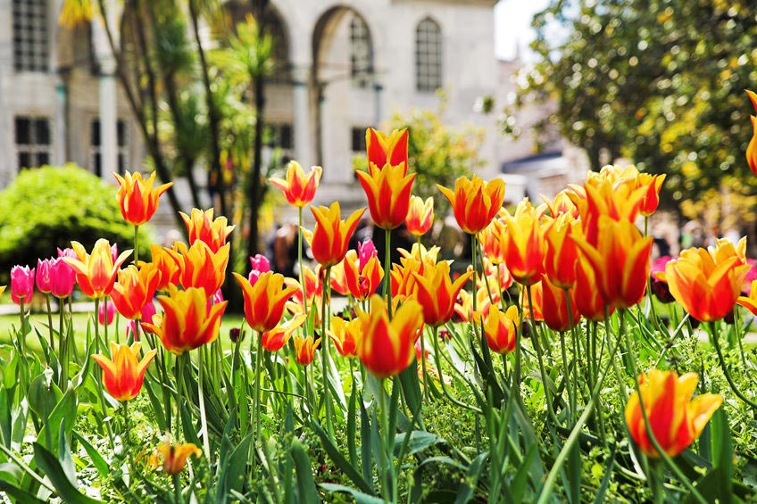 Tulips blooming in the gardens outside Topkapı Palace in Istanbul.