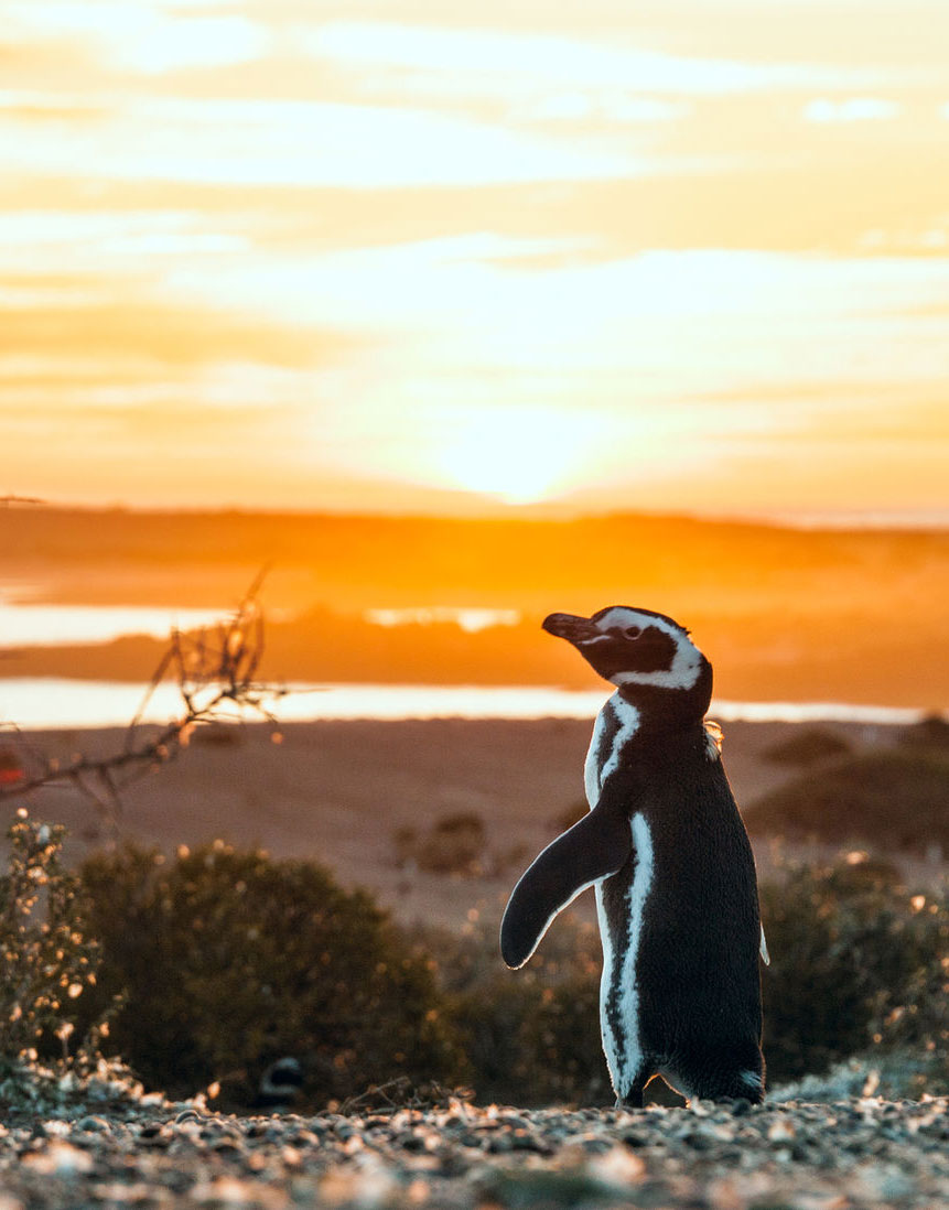 Magellanic penguin at sunrise at Punta Tombo Argentina