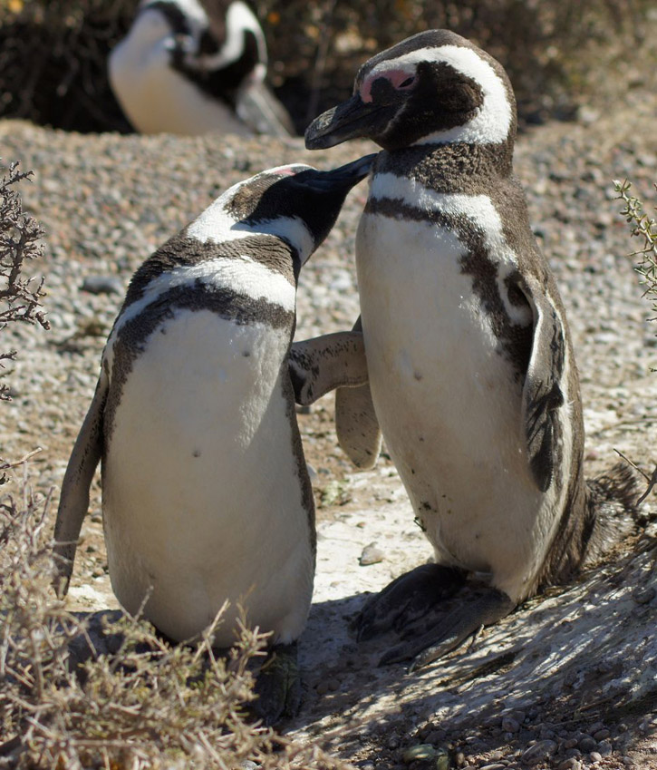A pair of Magellanic penguins at Punta Tombo, Argentina.