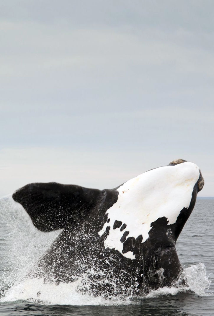 A right whale breaches the surface of the water in Peninsula Valdés.