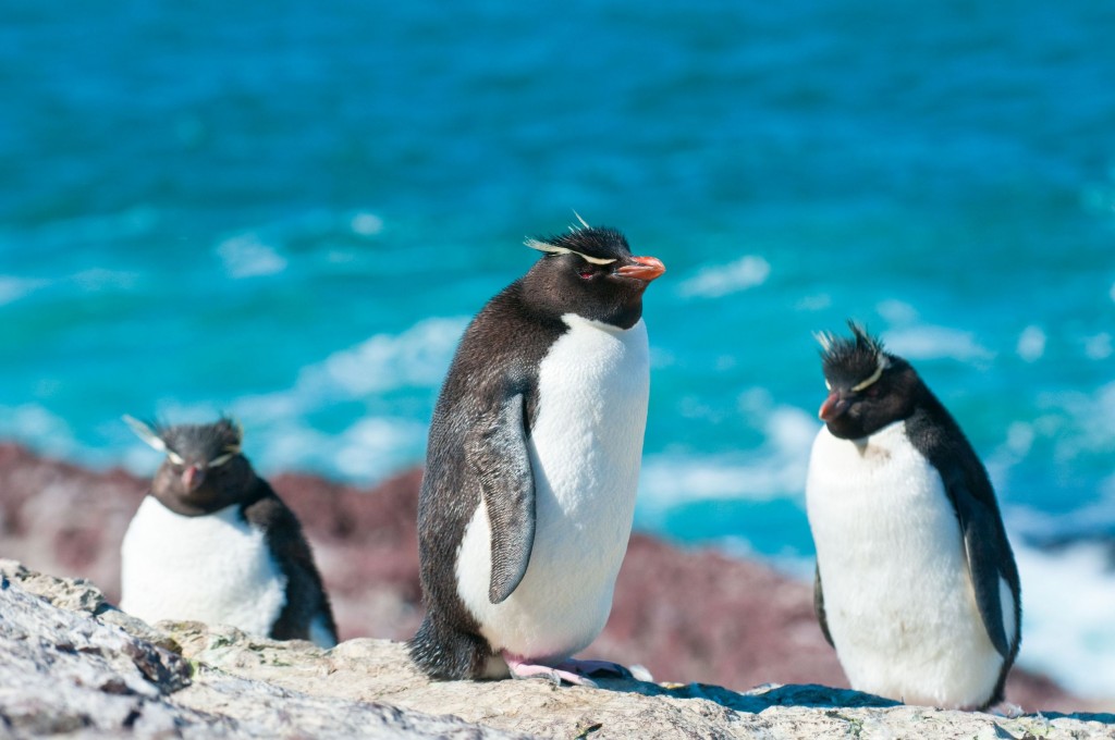 A trio of rockhopper penguins on the shore with turquoise blue water behind them.