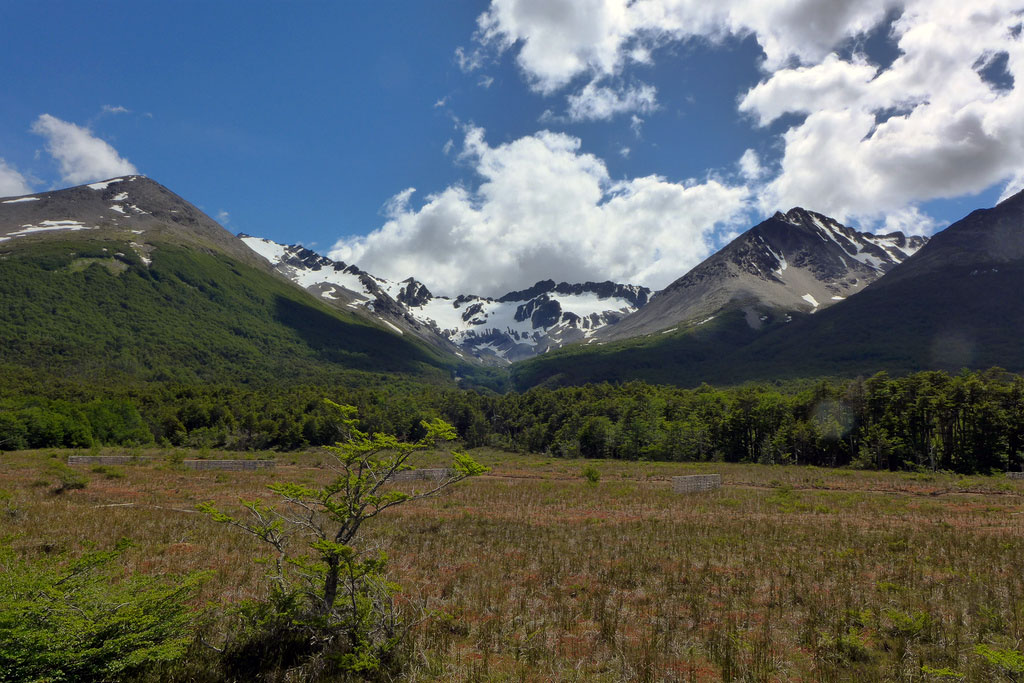 A grassy field leads into a forest of trees with snowcapped mountains visible beyond.