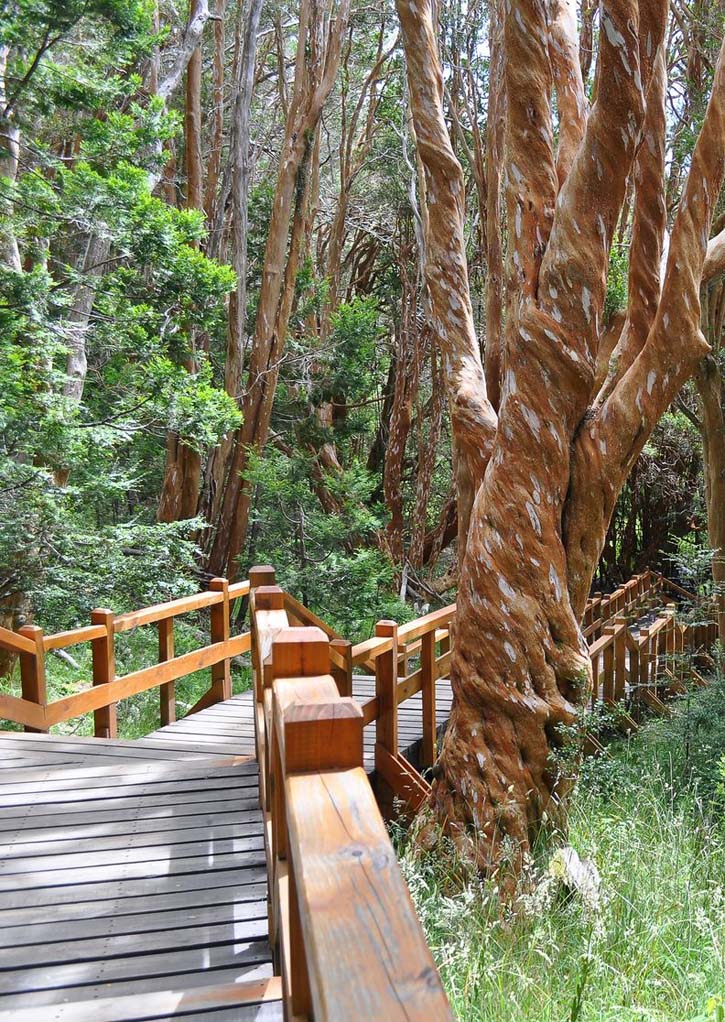 Enjoy a walk through the trees in Parque Nacional Los Arrayanes.