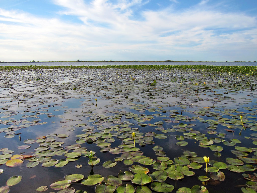 Lily-pad style leaves float atop a shallow lagoon that stretches to the horizon.