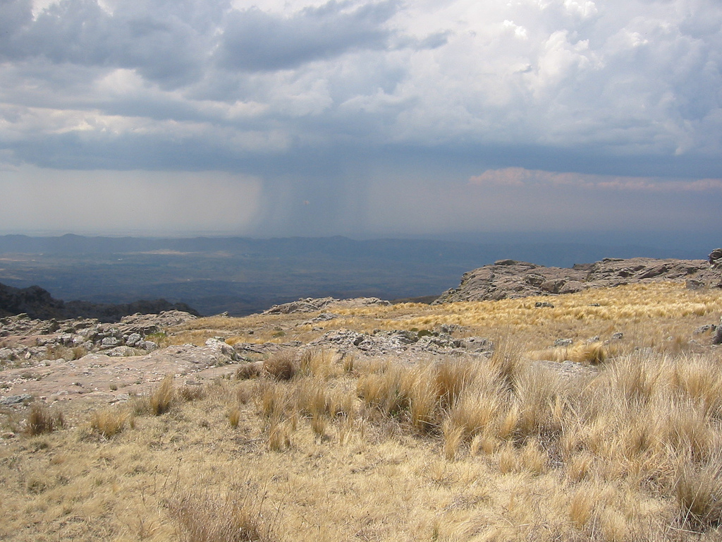 Tufts of golden grasses blanket the ground while off in the distance a visible rainstorm douses the plains.