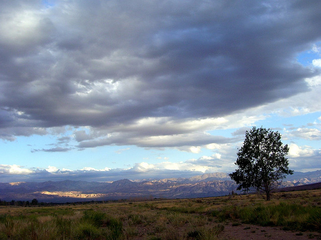 A lone tree on a grassy plain with light filtering through clouds to highlight the distant foothills.