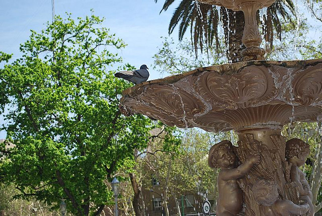 A pigeon perches on the lip of a stone fountain adorned with cherubs.