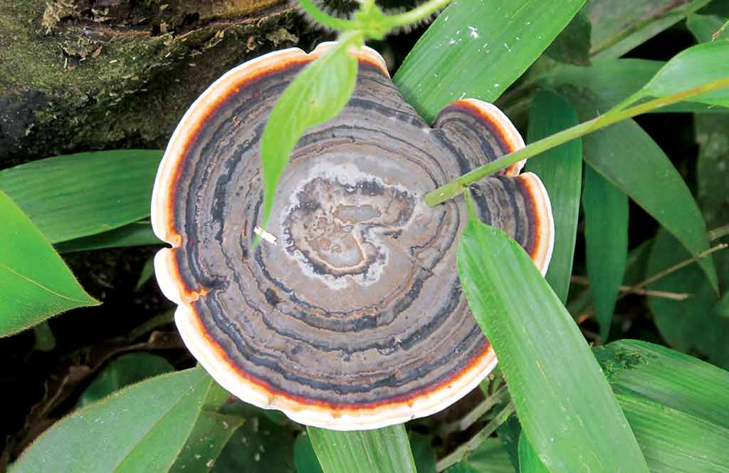 A colorful mushroom in the Amazonian jungle. Photo © Andrew Dier.