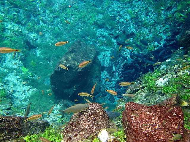 Small fish swim in crystal clear spring water.