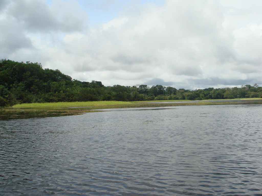 View from a boat of a wide calm river and a lush grassy bank lined with trees.