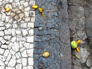 Fallen mangos on the ground