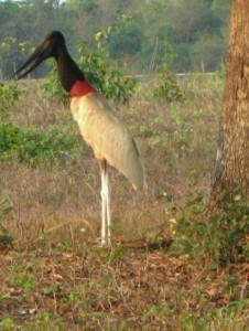 The Jabiru stork bird
