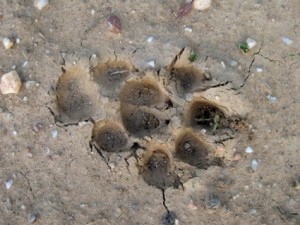 Jaguar pawprint in the ground